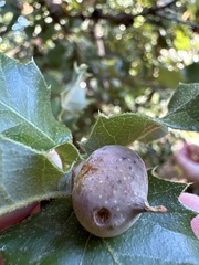 Heteroecus sanctaeclarae