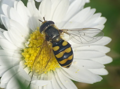 Eupeodes latifasciatus