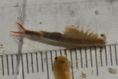 Streptocephalus texanus