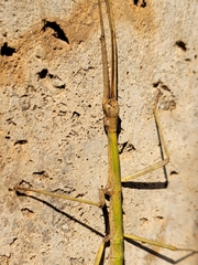Diapheromeridae
