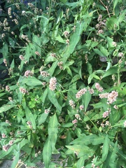 Persicaria maculosa