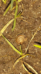 Hygromia cinctella