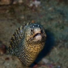 Muraena lentiginosa
