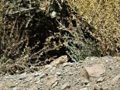 Agama aculeata