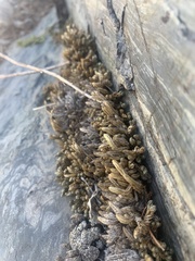 Selaginella watsonii