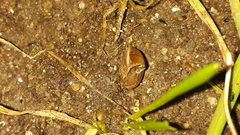 Hygromia cinctella