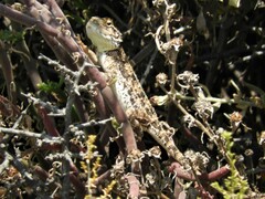 Agama aculeata