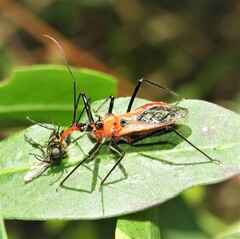 Gminatus australis