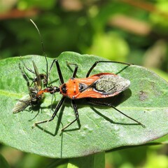 Gminatus australis
