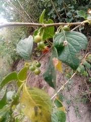 Capsicum rhomboideum