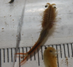 Streptocephalus texanus