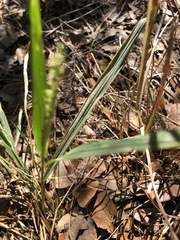 Setaria leucopila