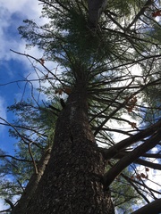 Pinus resinosa