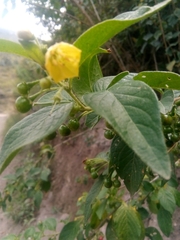 Capsicum rhomboideum