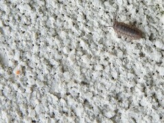 Holoverticata