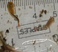 Streptocephalus texanus