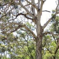 Eucalyptus bosistoana