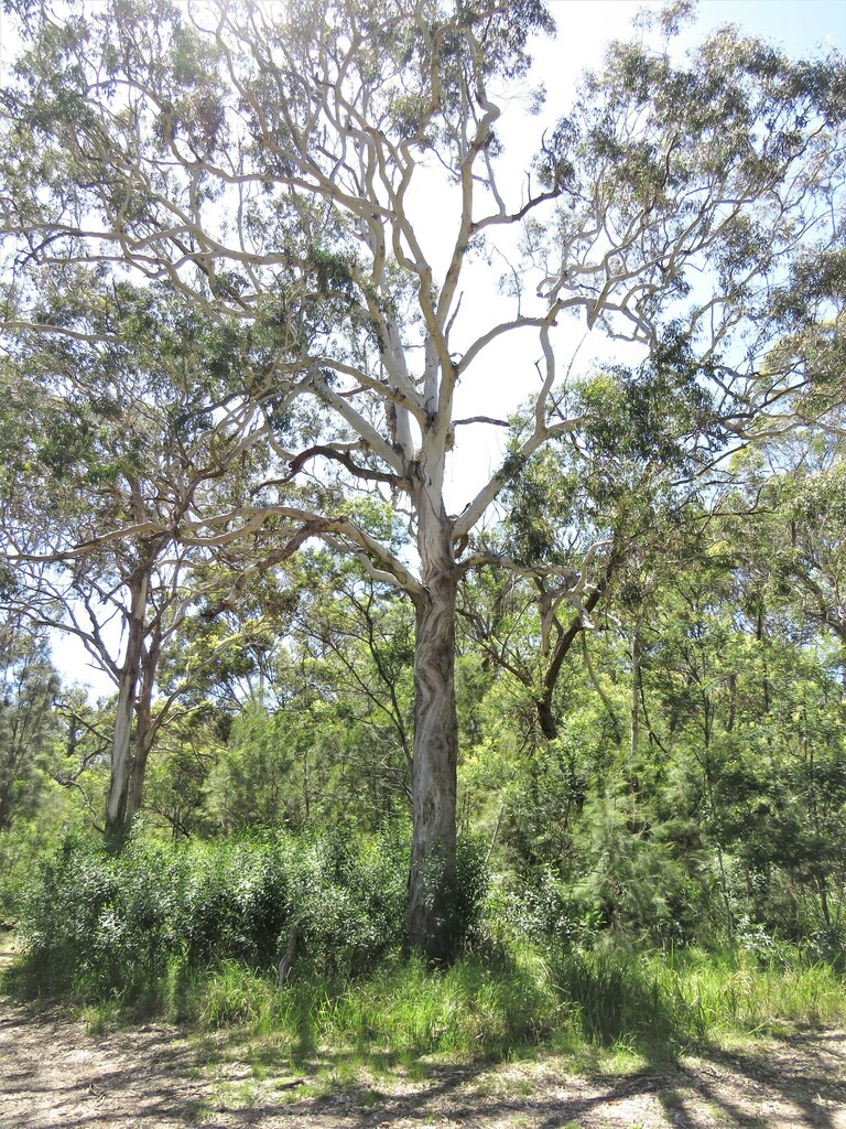 Coast Grey Box from Wallaga Lake NSW 2546, Australia on November 08 ...