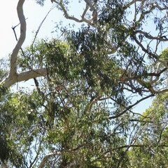 Eucalyptus bosistoana