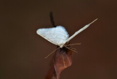 Operophtera fagata