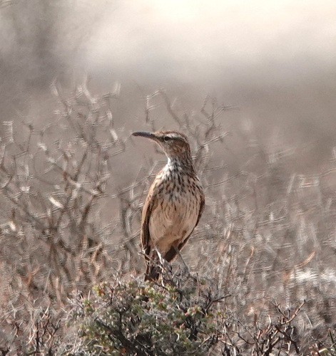 Alouette du Namaland (Certhilauda subcoronata)