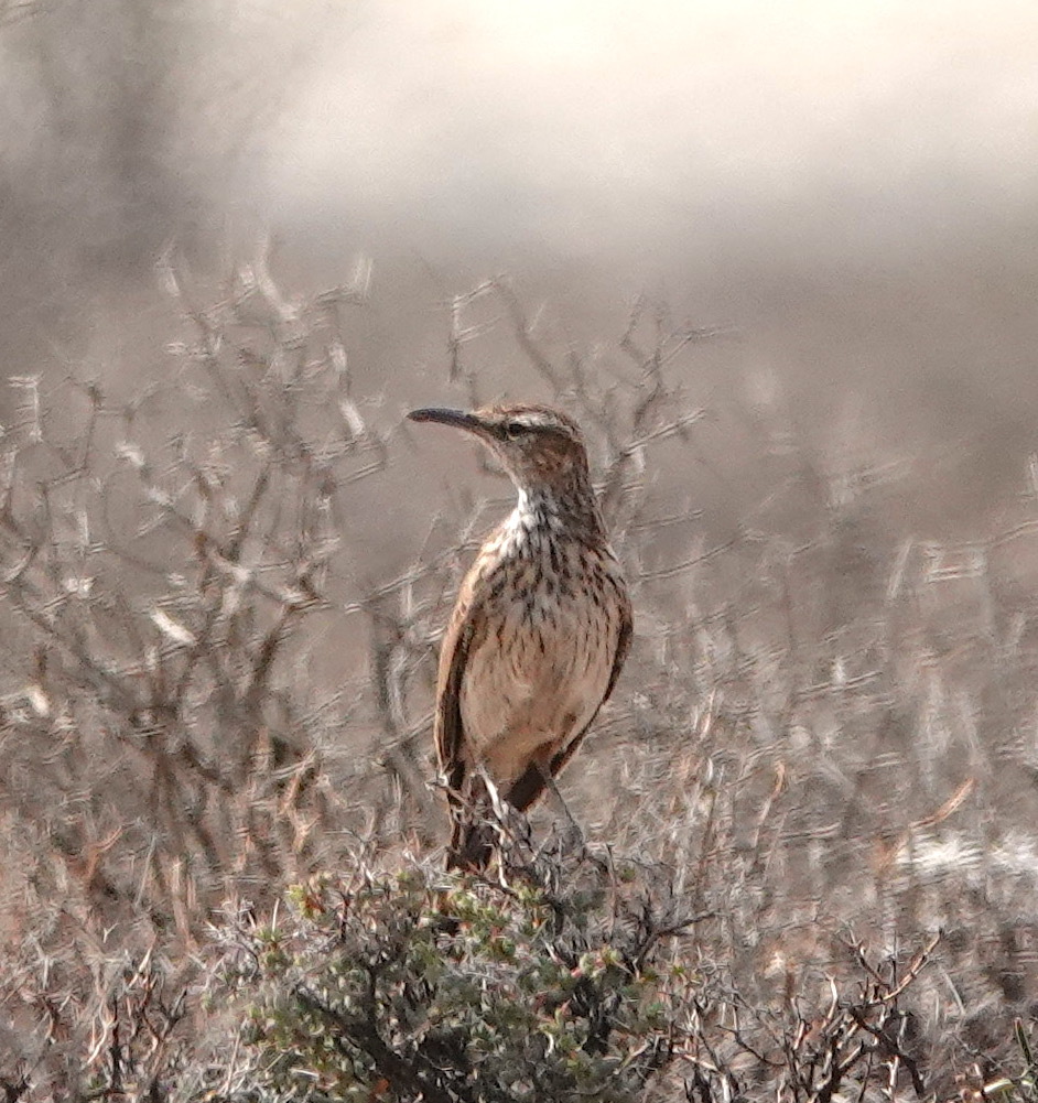 Karoo Long-billed Lark (Certhilauda subcoronata)