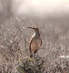 Certhilauda subcoronata