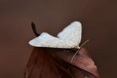 Operophtera fagata