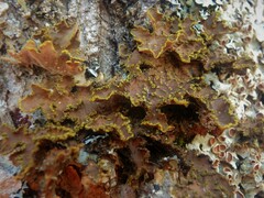 Pseudocyphellaria holarctica