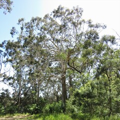 Eucalyptus bosistoana