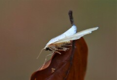 Operophtera fagata