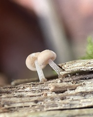 Baeospora