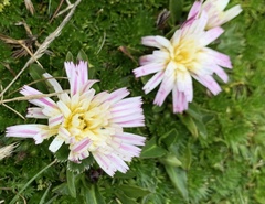 Hypochaeris sessiliflora