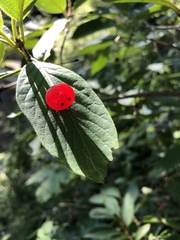 Lonicera alpigena