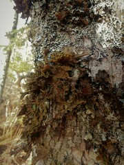 Pseudocyphellaria holarctica