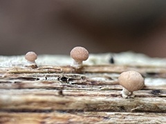 Baeospora