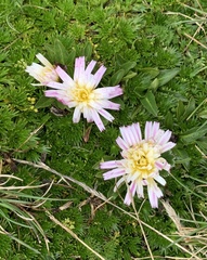Hypochaeris sessiliflora