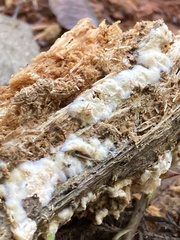 Serpula himantioides