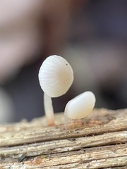 Baeospora
