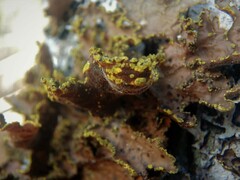 Pseudocyphellaria holarctica