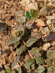 Euphorbia ophthalmica