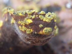 Pseudocyphellaria holarctica