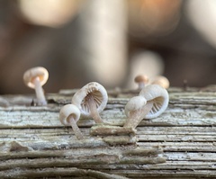 Baeospora