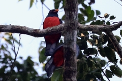 Trogon massena
