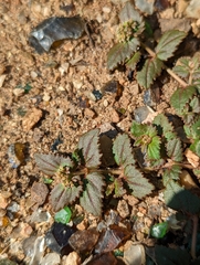 Euphorbia ophthalmica