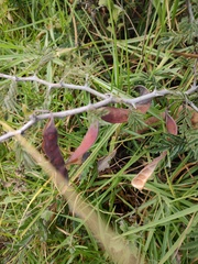 Painteria leptophylla