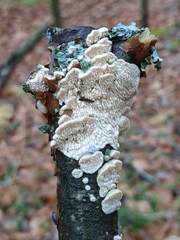 Cerrenaceae