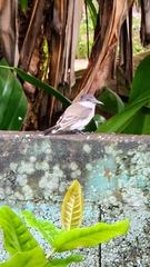 Tyrannus caudifasciatus