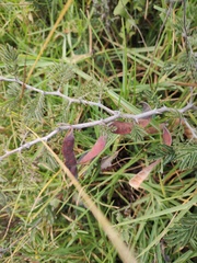 Painteria leptophylla