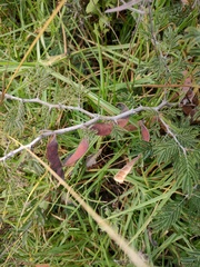 Painteria leptophylla